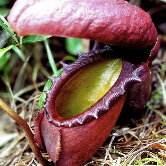Nepenthes Rajah Seeds 