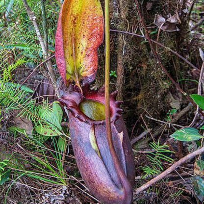Nepenthes Rajah Seeds 