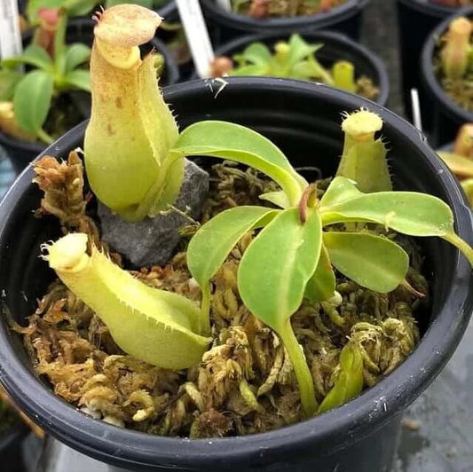 Nepenthes Reinwardtiana Striated Pitcher Plant Seeds