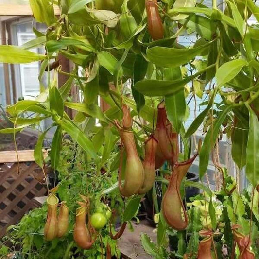 Nepenthes Tropical Pitcher Plant Seeds