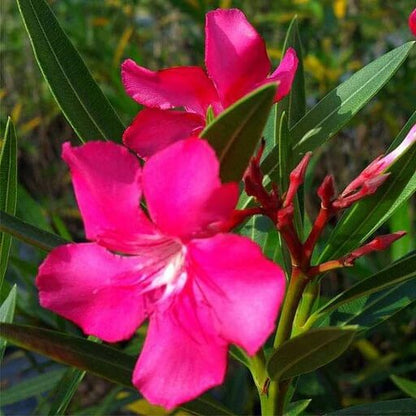 Nerium Oleander Seeds - Flower Plant