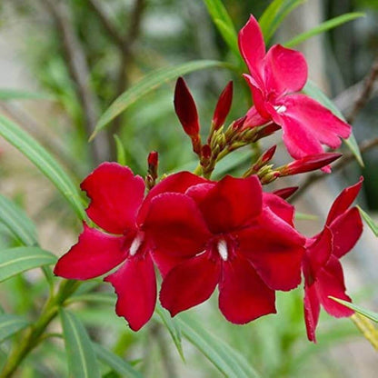 Nerium Oleander Seeds - Flower Plant