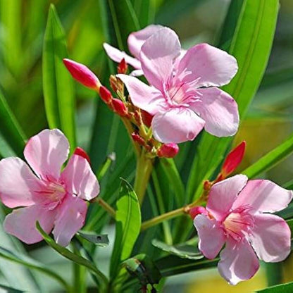 Nerium Oleander Seeds - Flower Plant