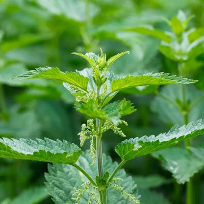 Nettle Seeds 