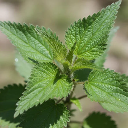 Nettle Seeds 