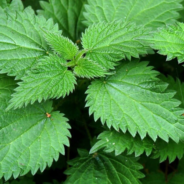 Nettle Seeds 