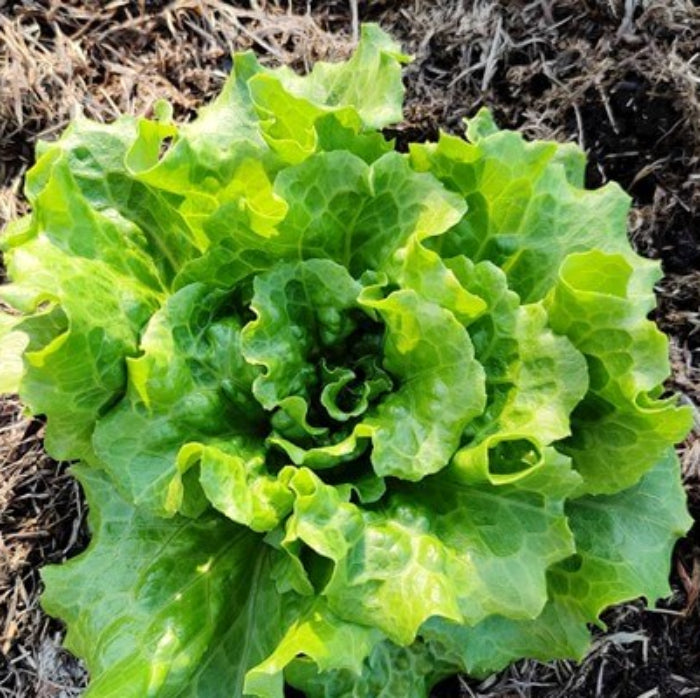 Nevada Lettuce seeds - Vegetable Plant