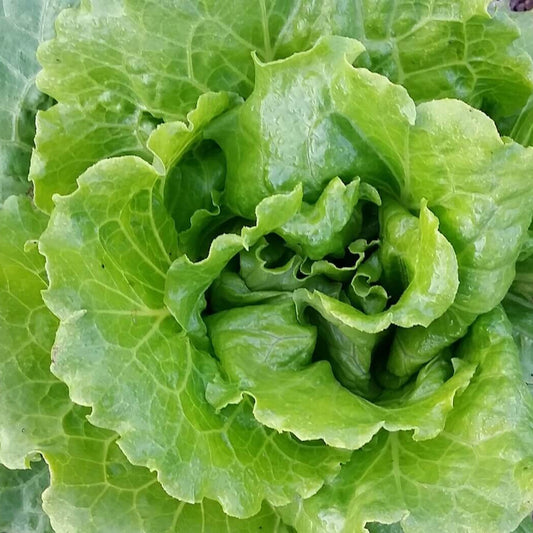 Nevada Lettuce seeds - Vegetable Plant