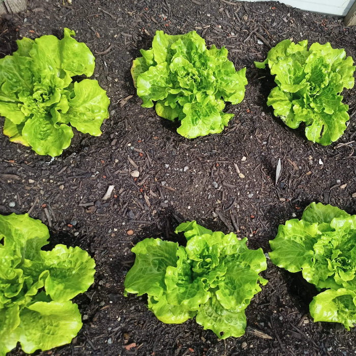 Nevada Lettuce seeds - Vegetable Plant