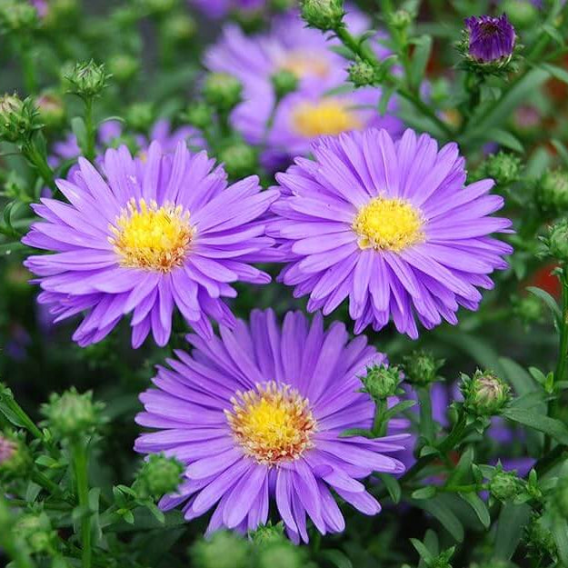New England Aster Seeds - Flower Plant