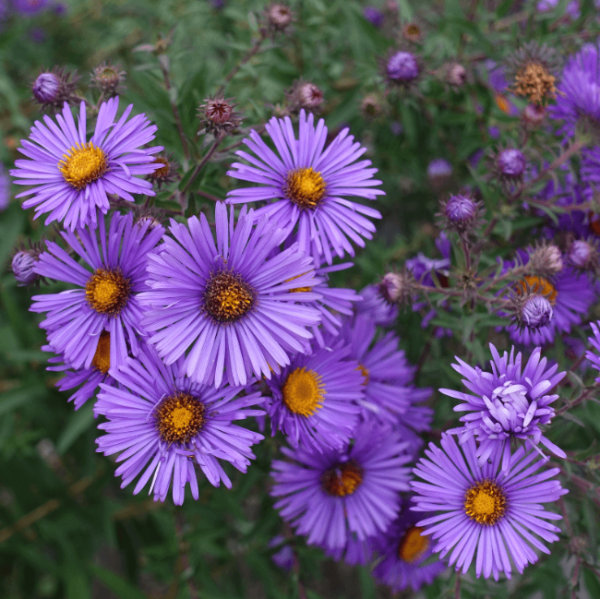 New England Aster Seeds - Flower Plant