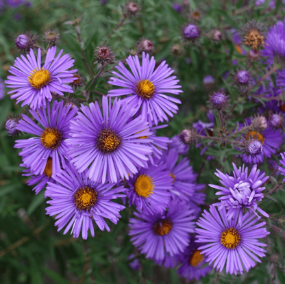 New England Aster Seeds - Flower Plant