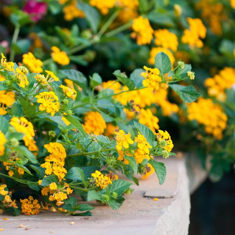 New Gold Lantana Seeds - Ornamental Flower Plant for Home Gardens