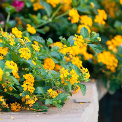 New Gold Lantana Seeds - Ornamental Flower Plant for Home Gardens