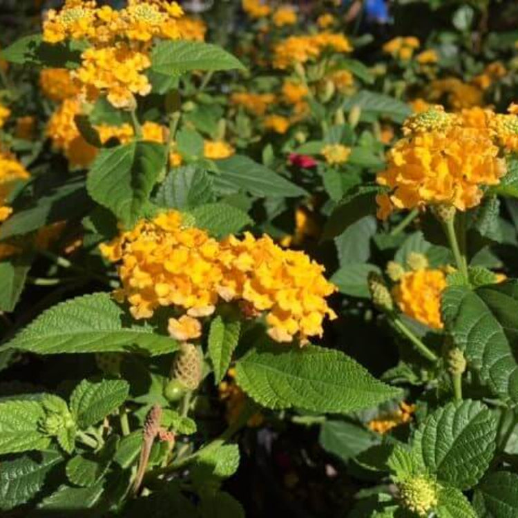 New Gold Lantana Seeds - Ornamental Flower Plant for Home Gardens