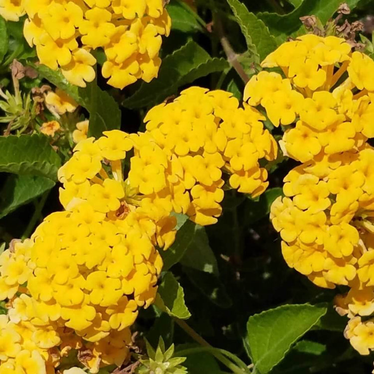 New Gold Lantana Seeds - Ornamental Flower Plant for Home Gardens