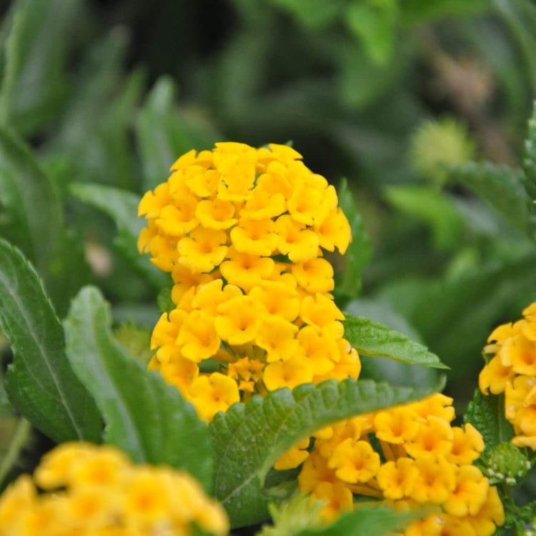 New Gold Lantana Seeds - Ornamental Flower Plant for Home Gardens