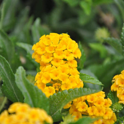 New Gold Lantana Seeds - Ornamental Flower Plant for Home Gardens