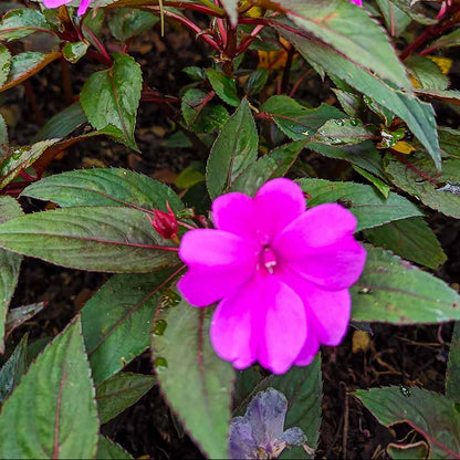 New Guinea Impatiens Seeds - Flower Plant