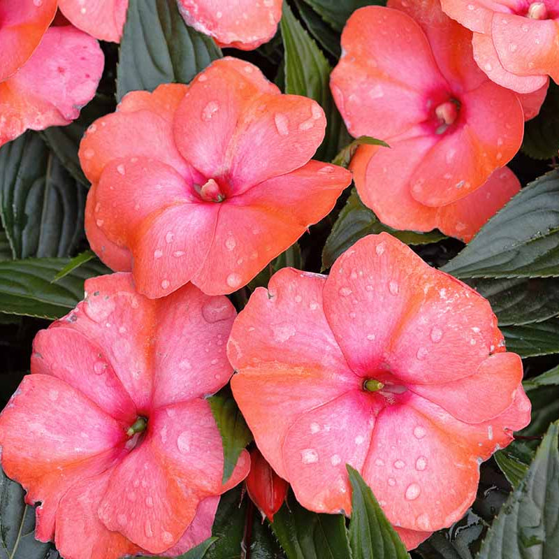 New Guinea Impatiens Seeds - Flower Plant