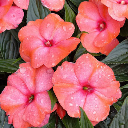 New Guinea Impatiens Seeds - Flower Plant