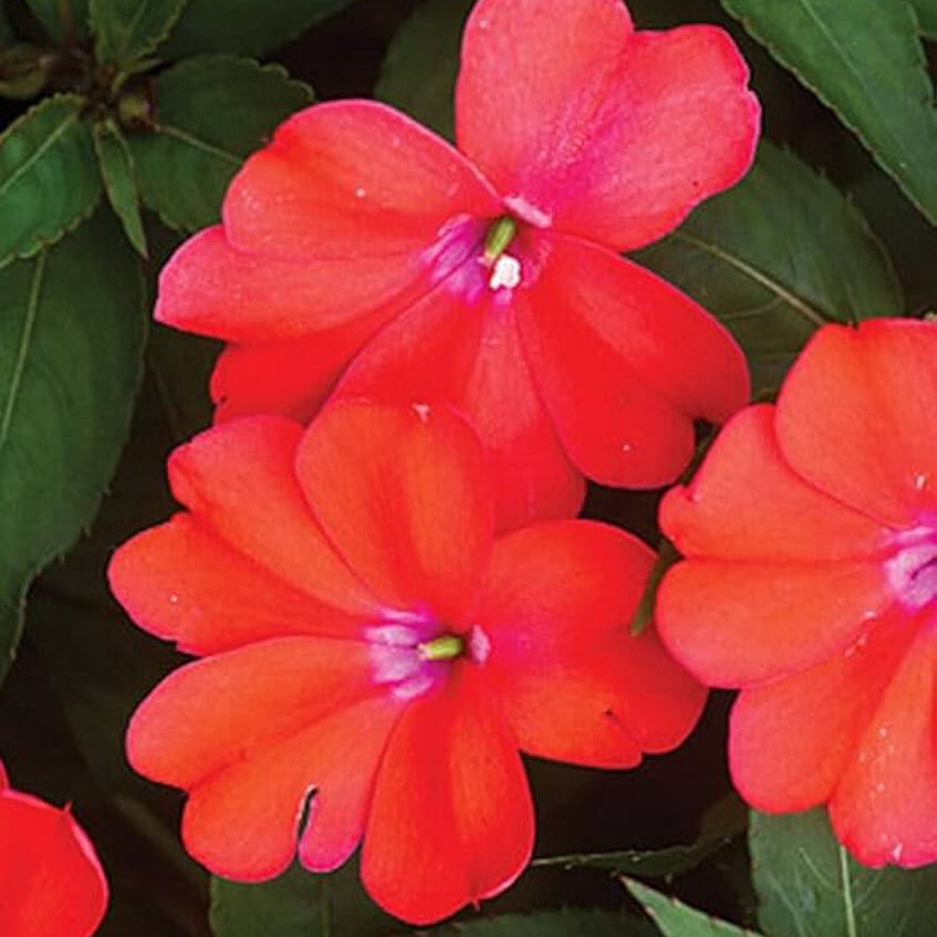 New Guinea Impatiens Seeds - Flower Plant