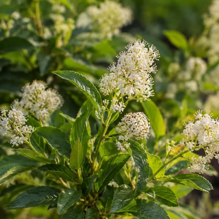 New Jersey Tea Seeds - Heirloom Flower Plant for Home Gardens