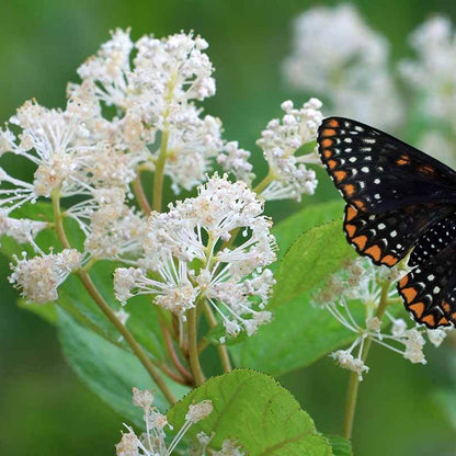 New Jersey Tea Seeds - Heirloom Flower Plant for Home Gardens