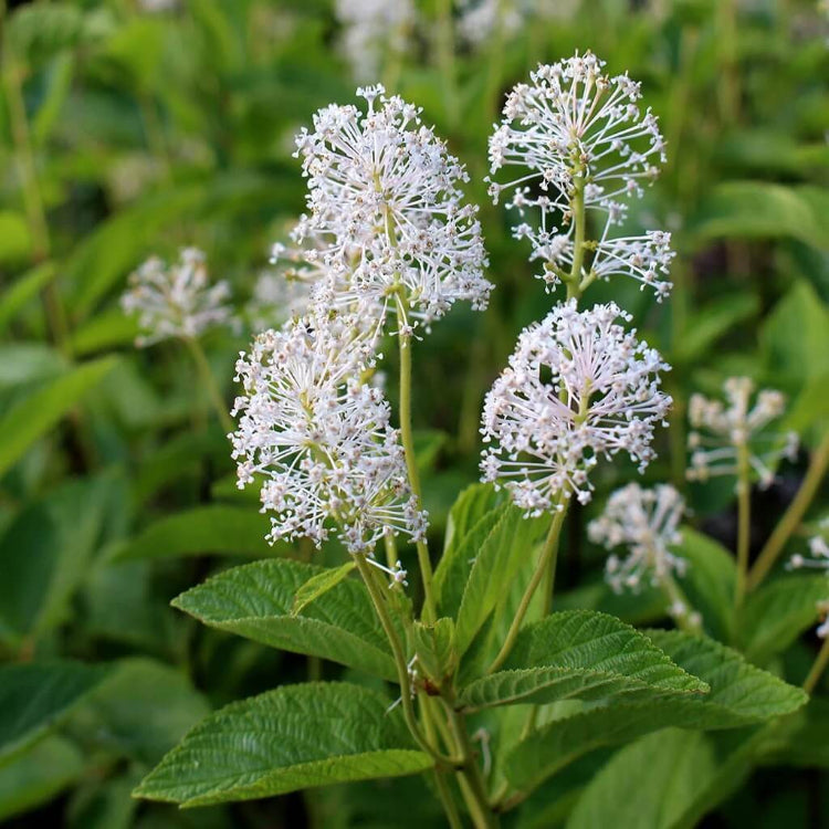 New Jersey Tea Seeds - Heirloom Flower Plant for Home Gardens