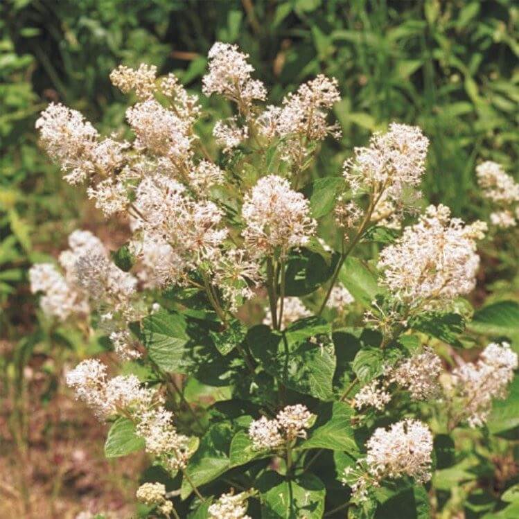 New Jersey Tea Seeds - Heirloom Flower Plant for Home Gardens