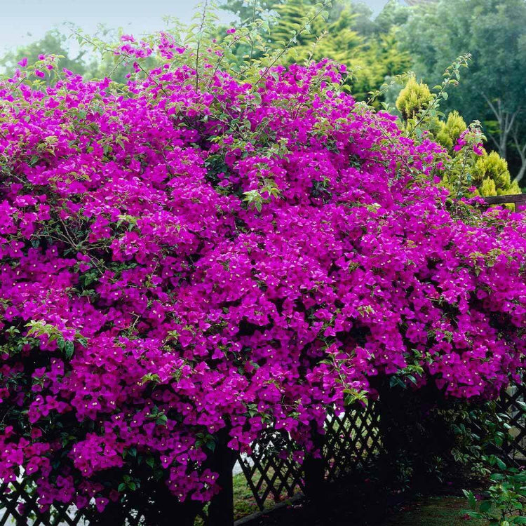 New River Bougainvillea Seeds - Tropical Flower Plant for Home Gardens