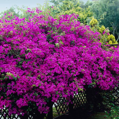 New River Bougainvillea Seeds - Tropical Flower Plant for Home Gardens