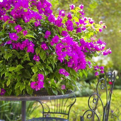 New River Bougainvillea Seeds - Tropical Flower Plant for Home Gardens