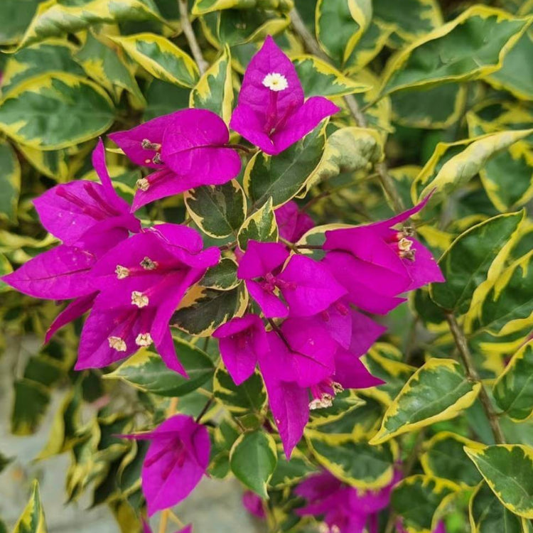New River Bougainvillea Seeds - Tropical Flower Plant for Home Gardens