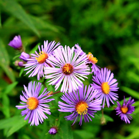 New York Aster Seeds - Flower Plant