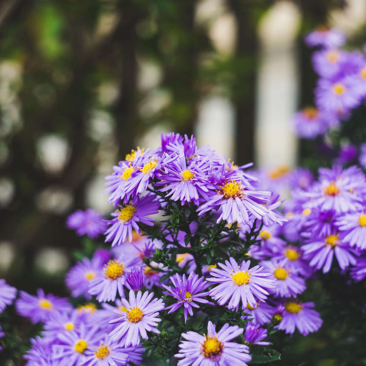 New York Aster Seeds - Flower Plant