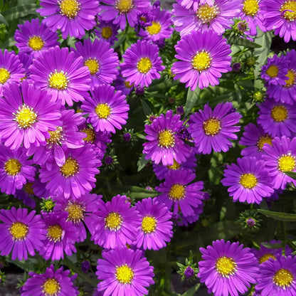 New York Aster Seeds - Flower Plant