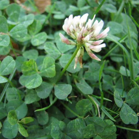 New Zealand Clover Seeds - Flower Plant
