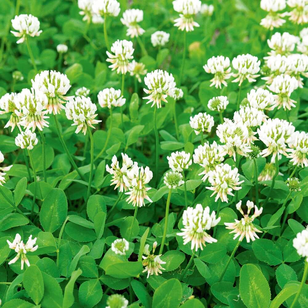 New Zealand Clover Seeds - Flower Plant