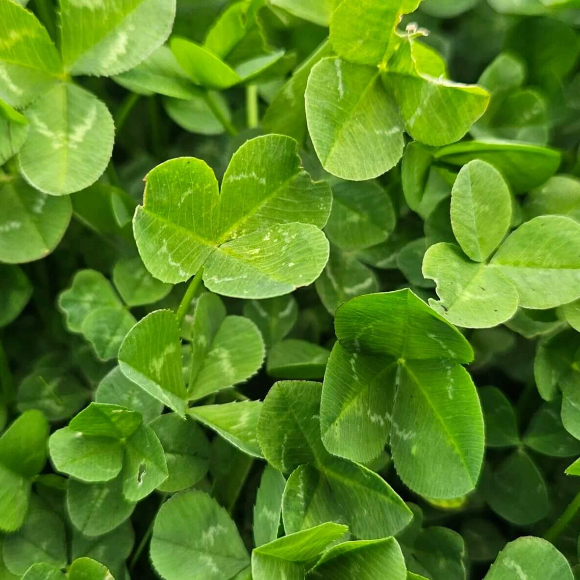 New Zealand Clover Seeds - Flower Plant