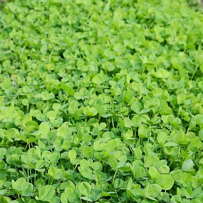 New Zealand Clover Seeds - Flower Plant