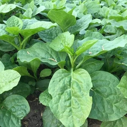 Nhat Cao San Malabar Spinach Seeds 