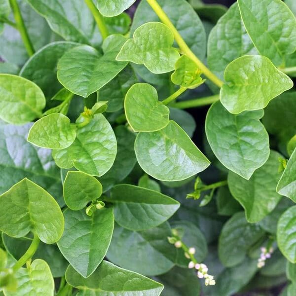 Nhat Cao San Malabar Spinach Seeds 