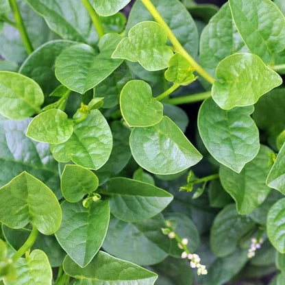 Nhat Cao San Malabar Spinach Seeds 