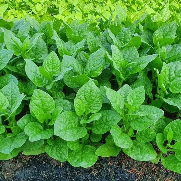 Nhat Cao San Malabar Spinach Seeds 
