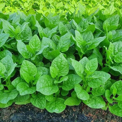 Nhat Cao San Malabar Spinach Seeds 