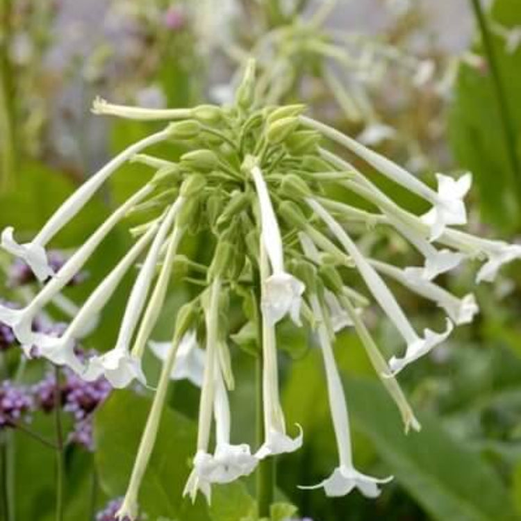 Nicotiana Seeds - Heirloom Flower Plant for Home Gardens