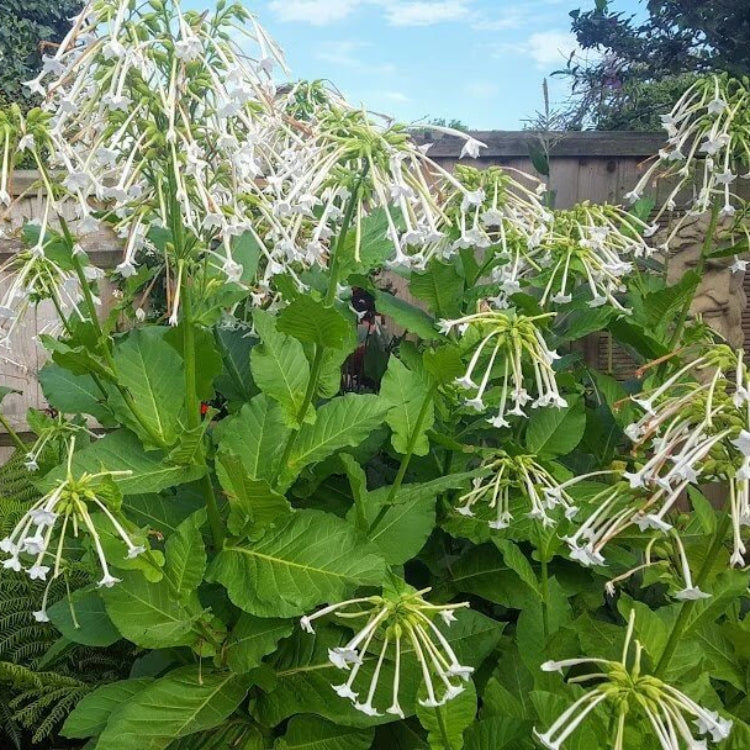 Nicotiana Seeds - Heirloom Flower Plant for Home Gardens