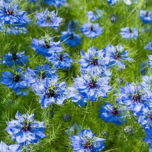 Nigella Love In A Mist Seeds - Flower Plant