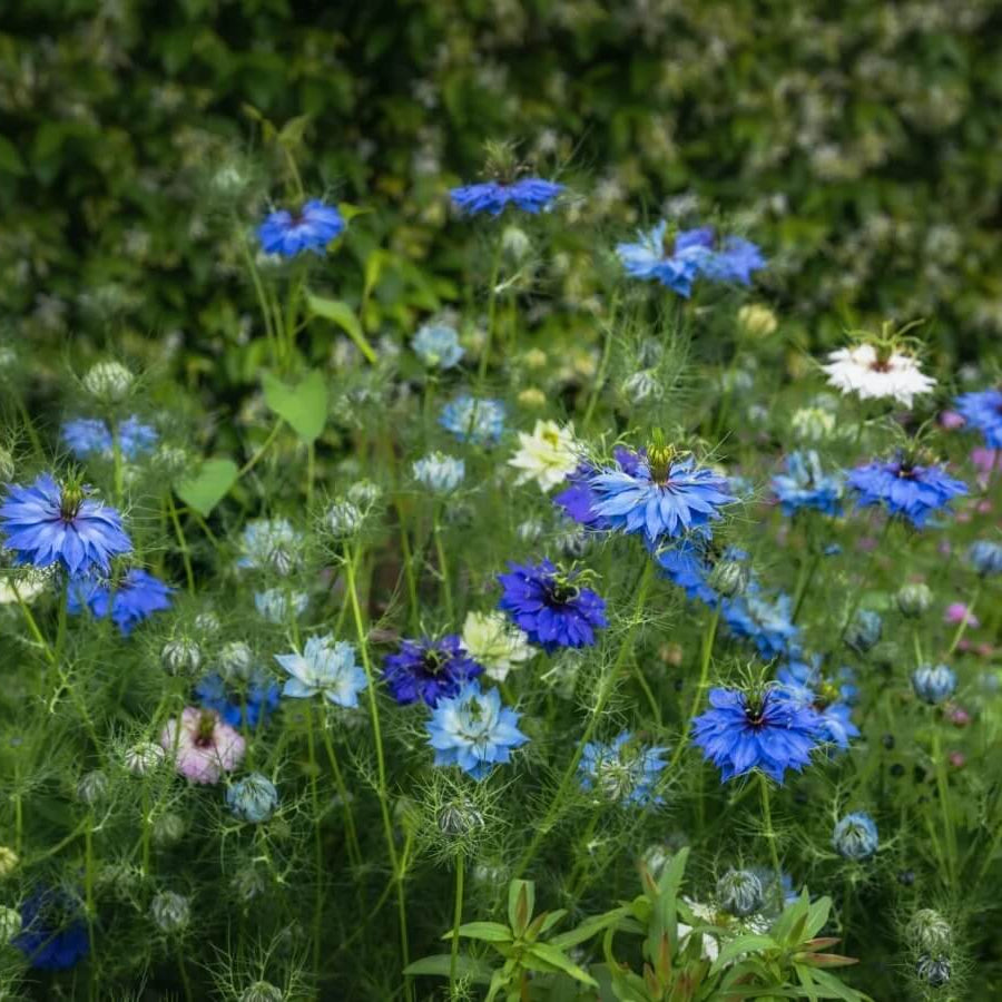 Nigella Love In A Mist Seeds - Flower Plant